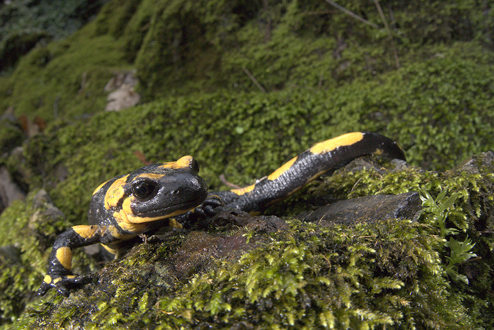 salamandra salamandra, salamandra pezzata val d'aveto